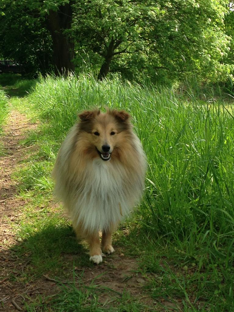 Amigo Hund Hausmaskottchen Hairlounge Nadine Ehlers